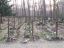 Cmentarz leśny w Laskach