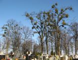Old trees on cemetery in Truskolasy