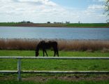 Witobelskie Lake (kon)