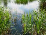 Rezerwat Bagno Nadrowskie