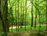 Las Bytynski (Brzeki przy Starej Gajowce nat res (4)