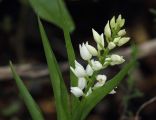 Cephalanthera longifolia 075