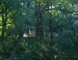 Manor house in Załuż behind the trees