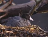 Fulica atra (Marek Szczepanek)