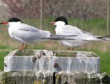 Sterna hirundo2