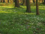 Public park in Nysa - Poland in spring