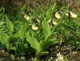 Cypripedium calceolus Orchi 003