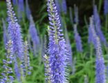 Veronica-longifolia