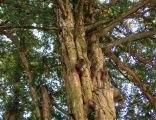 Barlind - tree