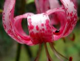 Lilium martagon Germany 01