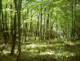 Deep valley nature reserve (Poland)