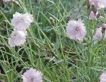 Dianthus gratianopolitanus1