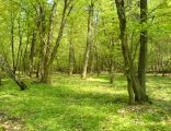 Forest nature reserve Grady nad Moszczenica2, Poland, 6 May 2006