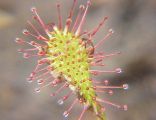 Drosera intermedia0