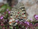 Parnassius apollo