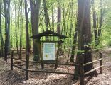 Las mieszany w nadlesnictwie Lopuchowko