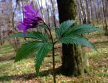 Cardamine glanulosa 2