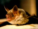 Myotis