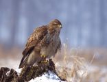 Buteo buteo 1 (Lukasz Lukasik)