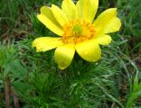 Adonis vernalis Przeslin