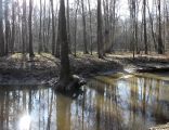 Puszcza Słupecka panorama