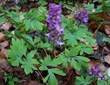 Corydalis cava a1