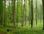 Beech forest in Źródliskowa Buczyna reserve near Szczecin