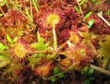 Drosera-rotundifolia