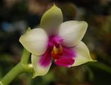 Phalaenopsis bellina edit