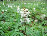 Kokorycz pusta (Corydalis cava)