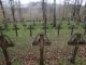 Cmentarz wojenny nr 186 - Lichwin-Zagórze 2PR3