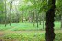 Zespól dworski (park)w Płowcach3 N. Chylińska