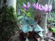 Cyclamen-purpurascens-Alpenveilchen