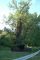 Poland Kadyny - Bazynskiego oak