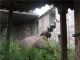 Mackowice1