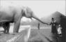 Warsaw zoo elephant 1938