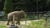 Oliwa zoo slon