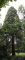 Sequoiadendron giganteum Oliwa 2