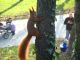 Sciurus vulgaris park Zeromskiego
