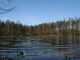 Black Pond, Niepołomice Forest, Poland, 2009-04-04