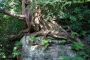 Taxus baccata roots 0997
