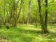 Forest nature reserve Grady nad Moszczenica2, Poland, 6 May 2006