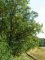 Przykład drzewostanu dębowego na skraju rezerwatu Przylesie