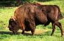 Żubr europejski, Puszcza Białowieska